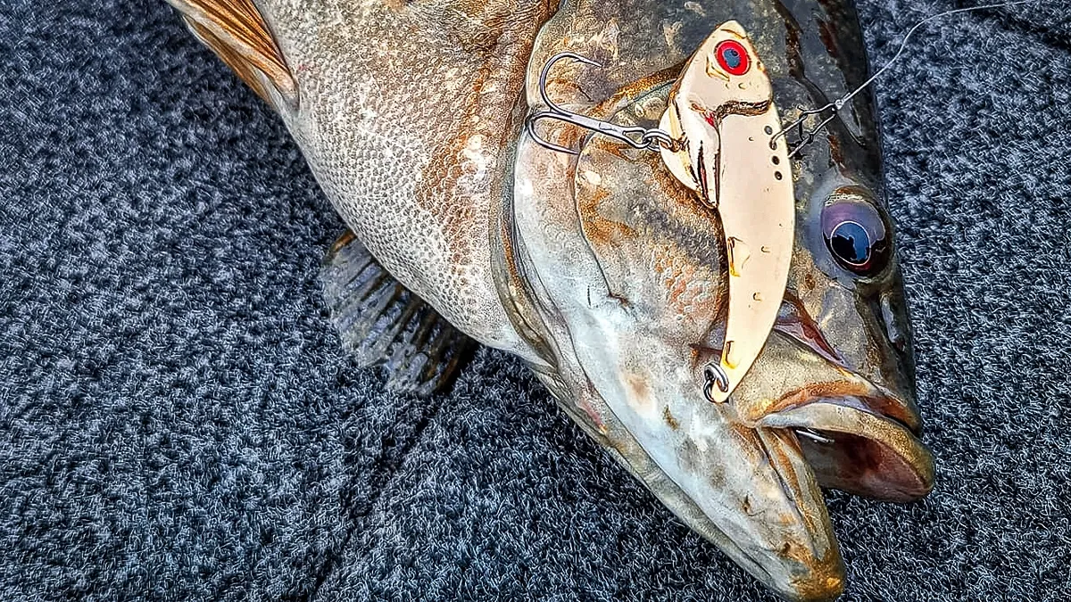 A Silver Buddy blade bait fishing bass in the winter lure